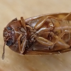 Mycetophagus