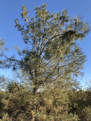Pinus sabiniana