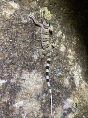 Cyrtodactylus tuberculatus