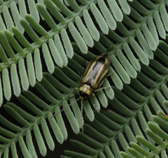 Monolepta subsuturalis