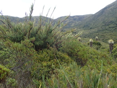 Chusquea tessellata
