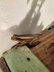 Trachycephalus mesophaeus