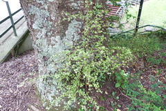 Myrsine aquilonia
