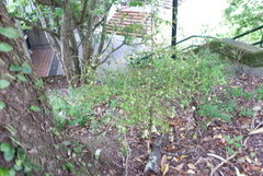 Myrsine aquilonia