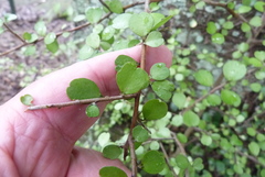 Myrsine aquilonia