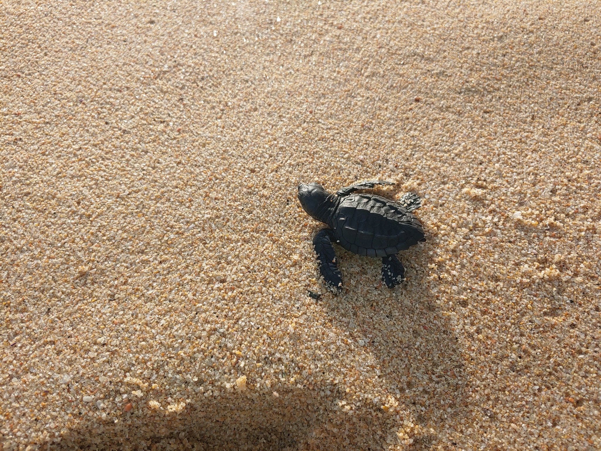 Photograph of Lepidochelys olivacea