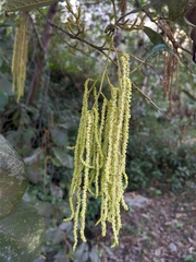 Alnus nepalensis