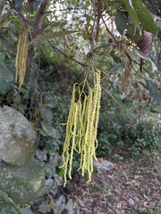 Alnus nepalensis