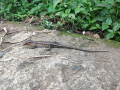 Eutropis multifasciata