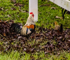 Gallus gallus spadiceus