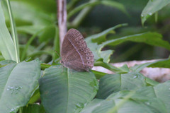 Mycalesis janardana