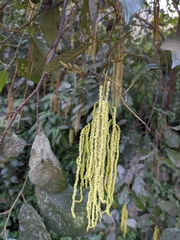 Alnus nepalensis