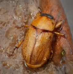 Cyclocephala borealis