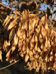 Ailanthus altissima