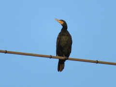 Phalacrocorax carbo hanedae