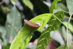 Tanaecia iapis