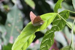 Tanaecia iapis