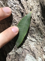 Diospyros pentamera