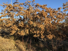 Ailanthus altissima