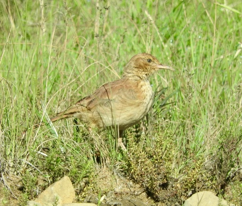 Eastern Long-billed Lark (Certhilauda semitorquata), photo 9