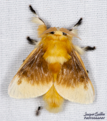 Megalopyge bissesa