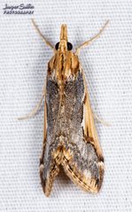 Loxostege albiceralis