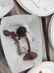 Pseudoomphalina cokeri