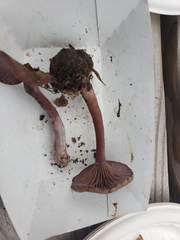 Pseudoomphalina cokeri