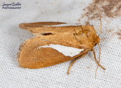 Prolimacodes trigona