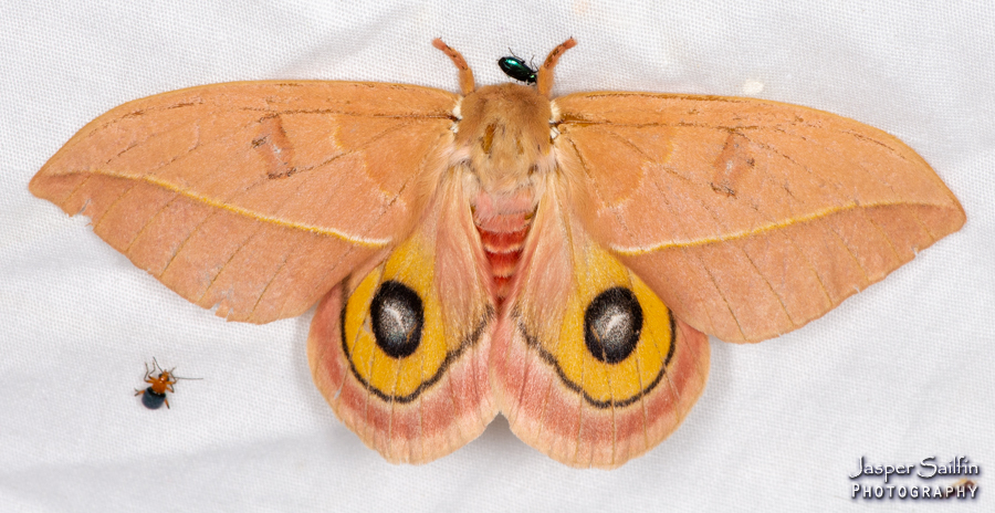 Cecrops Eyed Silkmoth