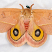 Cecrops Eyed Silkmoth - Photo (c) John Christensen, some rights reserved (CC BY-NC), uploaded by John Christensen