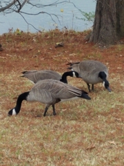 Branta canadensis