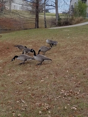 Branta canadensis