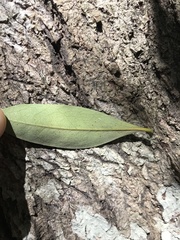 Diospyros pentamera