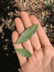 Diospyros pentamera