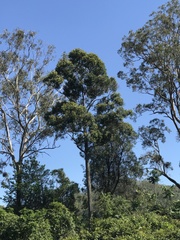 Diospyros pentamera
