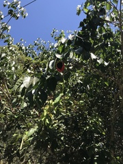 Sterculia quadrifida
