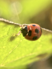 Coccinella septempunctata