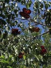 Sterculia quadrifida