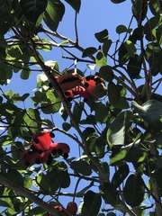 Sterculia quadrifida