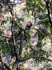 Macaca