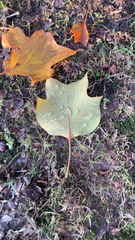 Liriodendron tulipifera