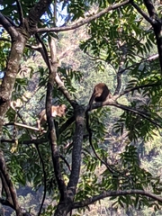 Macaca