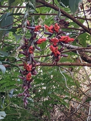 Thunbergia coccinea