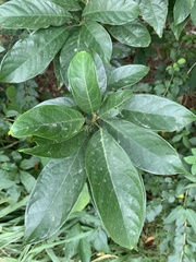 Sterculia lanceolata