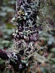 Usnea fragilescens