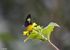 Altinote ozomene nox