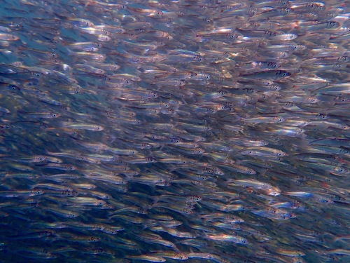 Pacific Herring