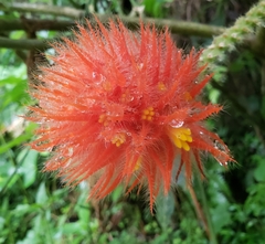 Gurania eriantha