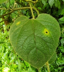 Gurania eriantha